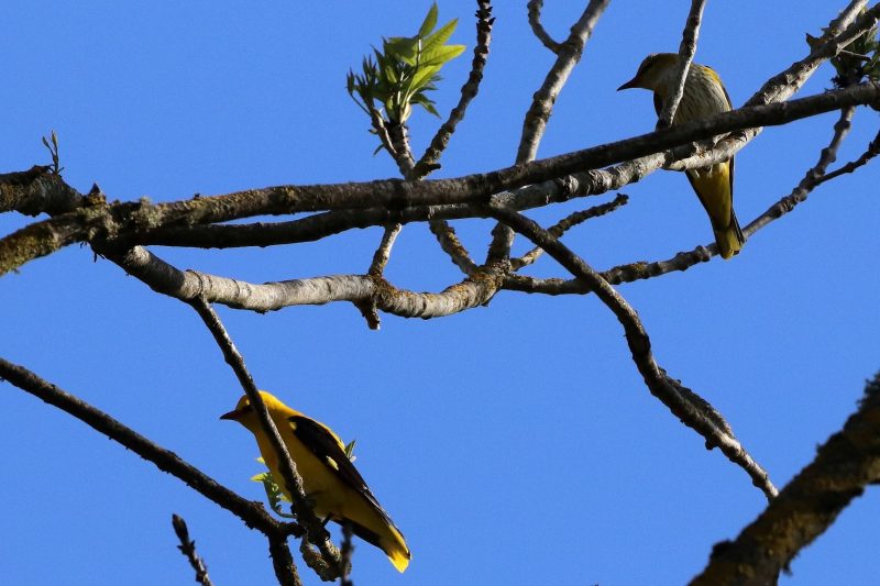 Couple de Loriots d&rsquo;Europe